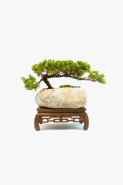 Juniper Live Bonsai Rock Ceramic 10" Pot - One of a Kind Bonsai