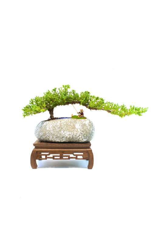 Juniper Live Bonsai Rock Ceramic 10" Pot - One of a Kind Bonsai