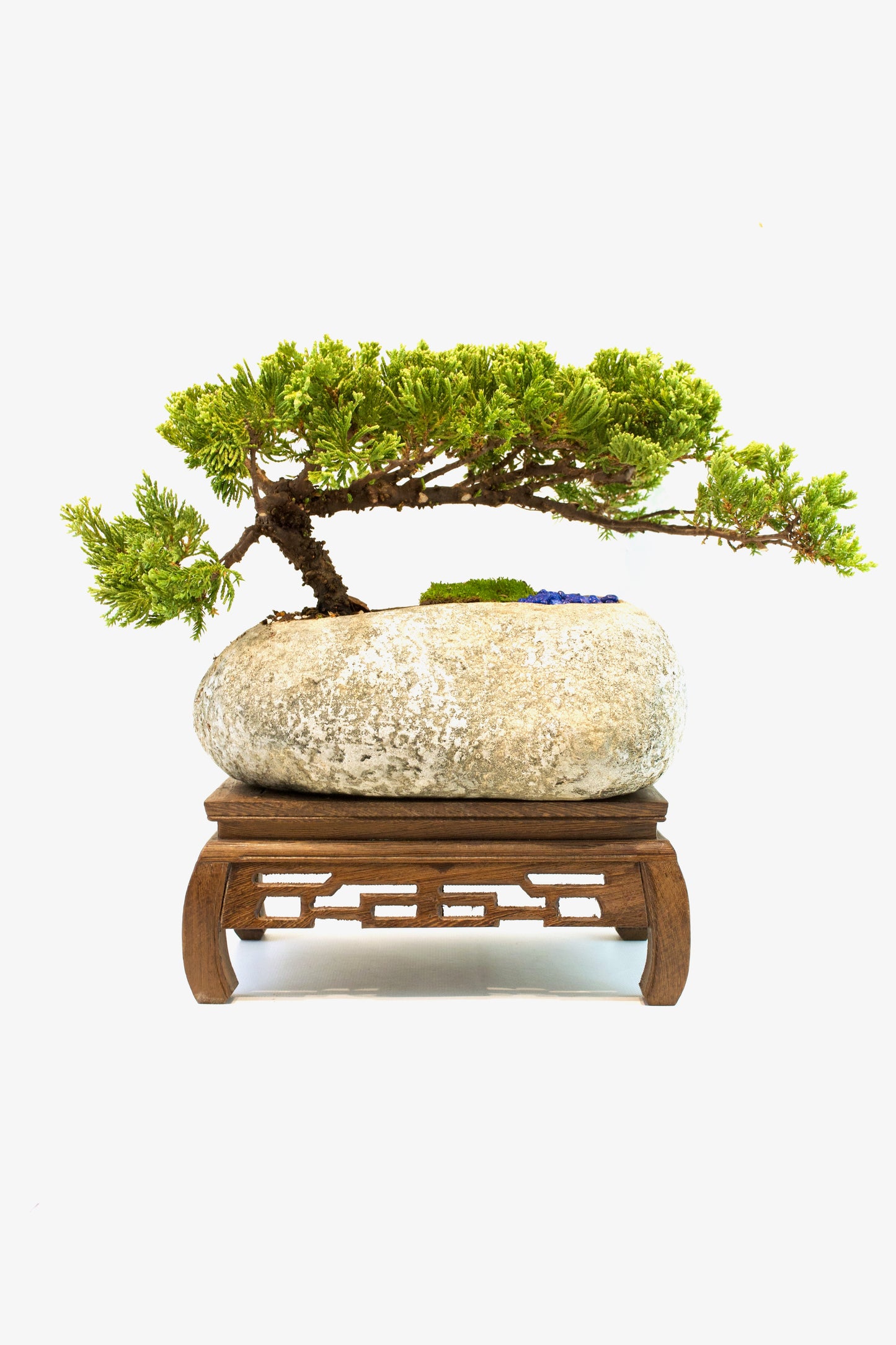 Juniper Live Bonsai Rock Ceramic 10" Pot - One of a Kind Bonsai
