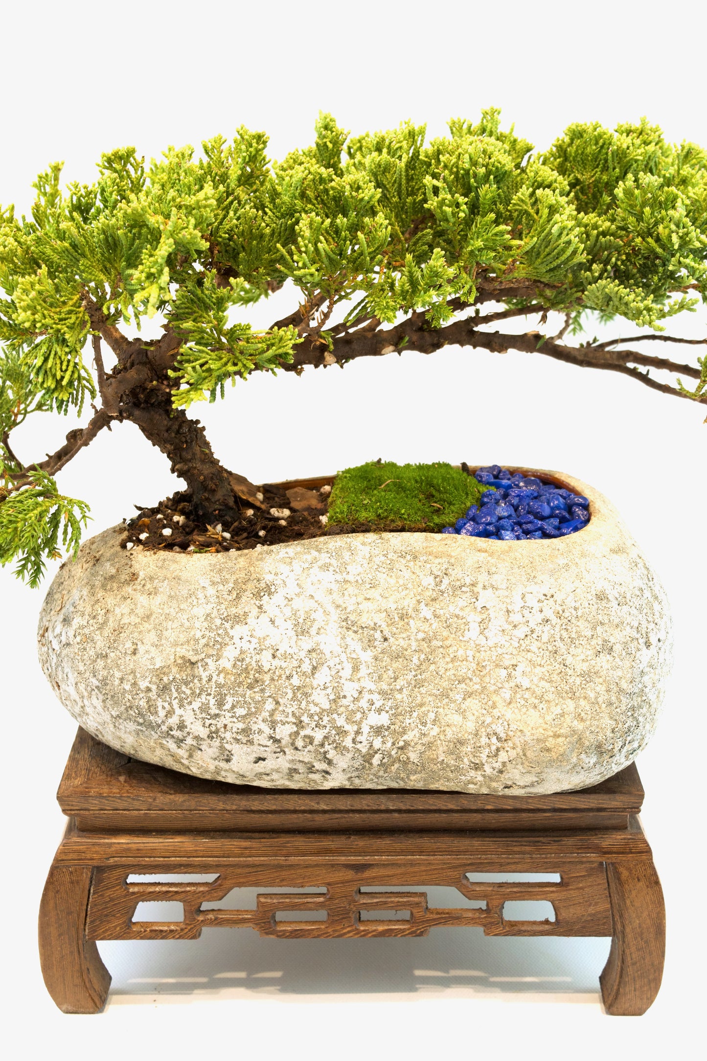 Juniper Live Bonsai Rock Ceramic 10" Pot - One of a Kind Bonsai