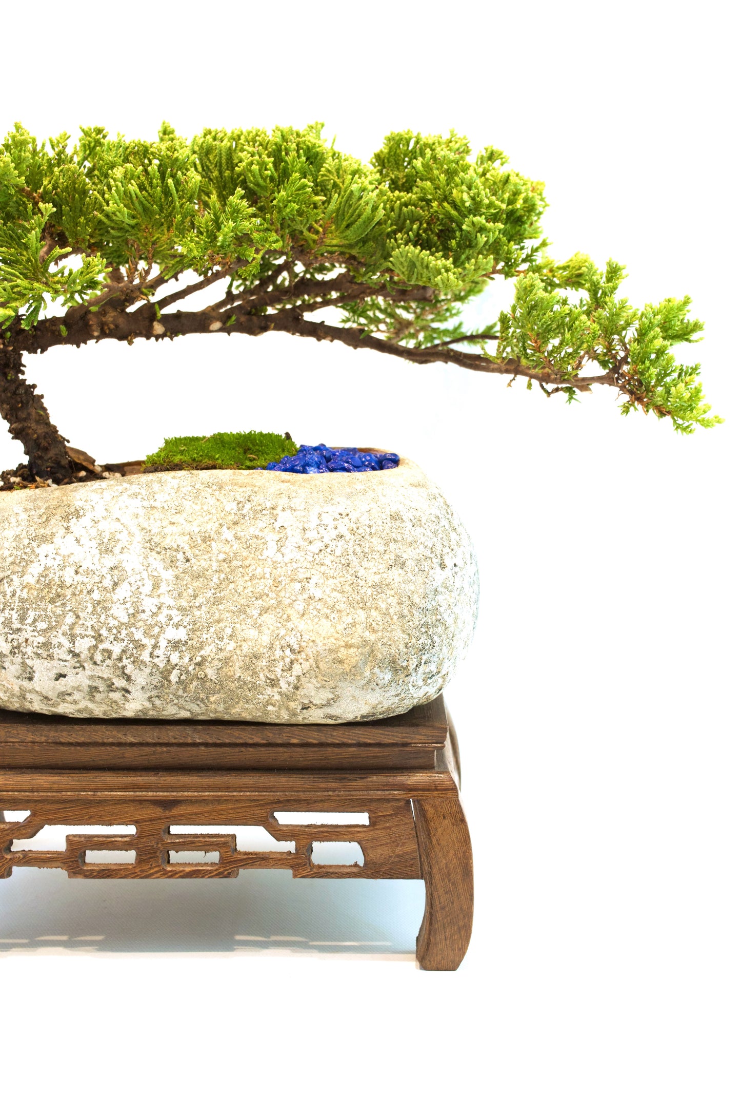 Juniper Live Bonsai Rock Ceramic 10" Pot - One of a Kind Bonsai