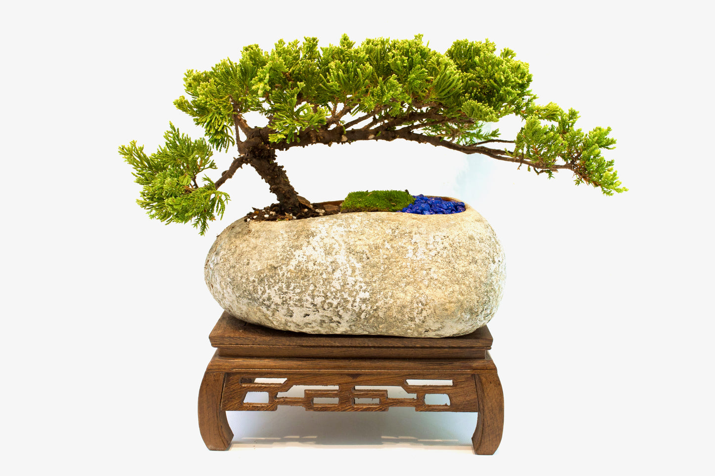 Juniper Live Bonsai Rock Ceramic 10" Pot - One of a Kind Bonsai