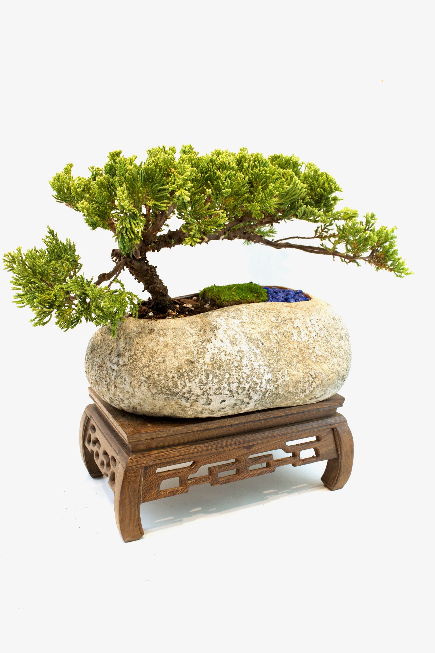 Juniper Live Bonsai Rock Ceramic 10" Pot - One of a Kind Bonsai