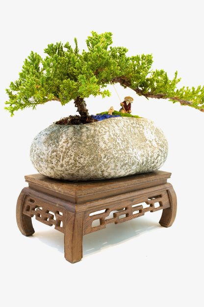 Juniper Live Bonsai Rock Ceramic 10" Pot - One of a Kind Bonsai