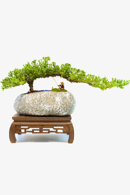 Juniper Live Bonsai Rock Ceramic 10" Pot - One of a Kind Bonsai