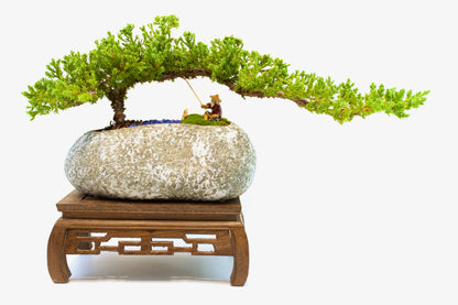 Juniper Live Bonsai Rock Ceramic 10" Pot - One of a Kind Bonsai