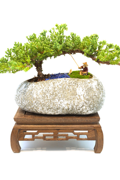 Juniper Live Bonsai Rock Ceramic 10" Pot - One of a Kind Bonsai