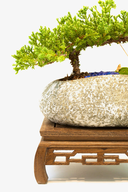 Juniper Live Bonsai Rock Ceramic 10" Pot - One of a Kind Bonsai
