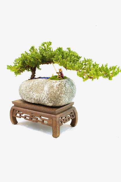 Juniper Live Bonsai Rock Ceramic 10" Pot - One of a Kind Bonsai