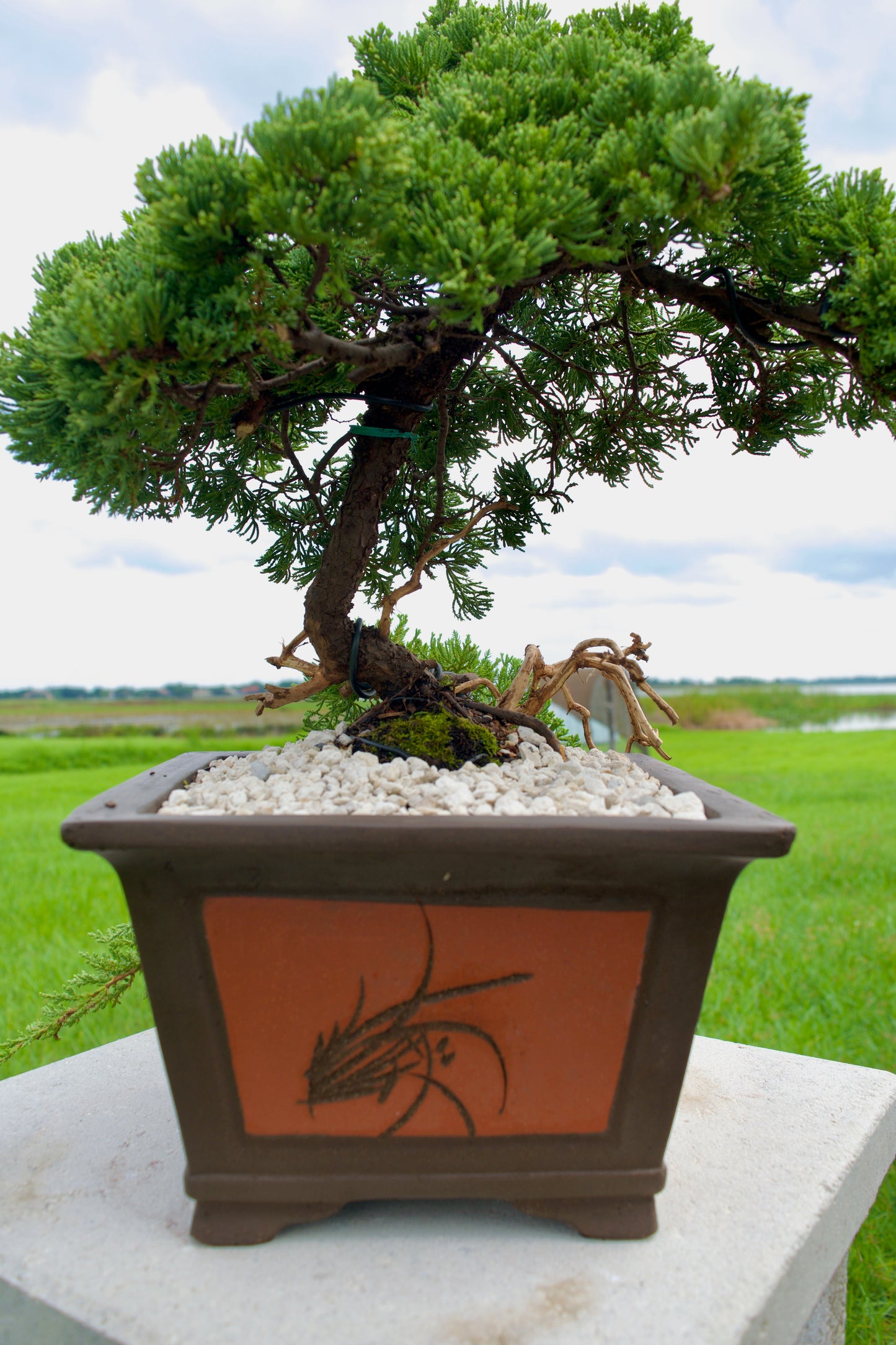 Juniper Masterpiece Bonsai Tree in 8" Handcrafted Ceramic Pot
