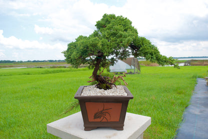 Juniper Masterpiece Bonsai Tree in 8" Handcrafted Ceramic Pot