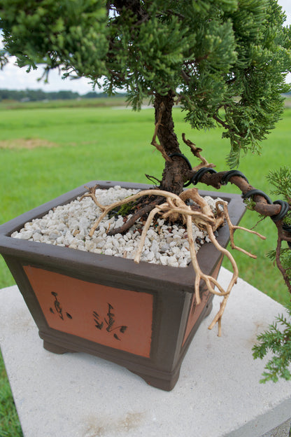 Juniper Masterpiece Bonsai Tree in 8" Handcrafted Ceramic Pot