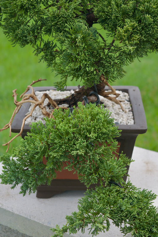 Juniper Masterpiece Bonsai Tree in 8" Handcrafted Ceramic Pot