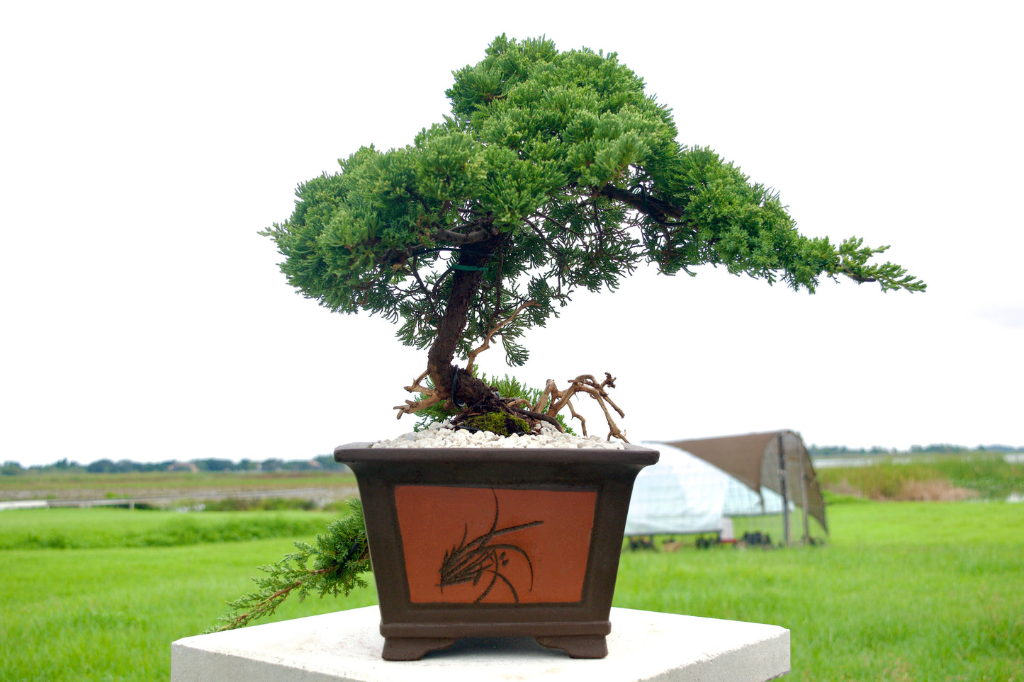 Juniper Masterpiece Bonsai Tree in 8" Handcrafted Ceramic Pot