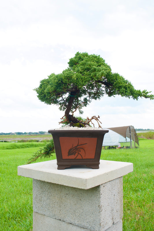 Juniper Masterpiece Bonsai Tree in 8" Handcrafted Ceramic Pot