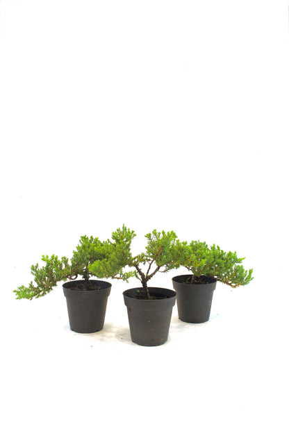 Juniper Procumbens Nana 4" - Small Size