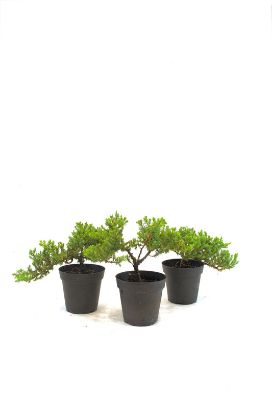 Juniper Bonsai Tree in 4" Pot - Pre Bonsai