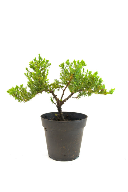 Juniper Bonsai Tree in 4" Pot - Pre Bonsai