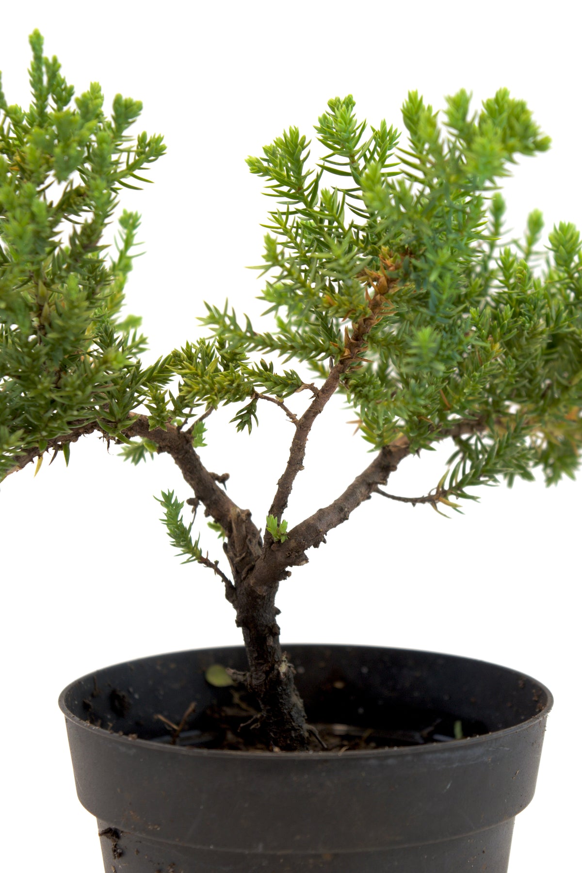 Juniper Bonsai Tree in 4" Pot - Pre Bonsai