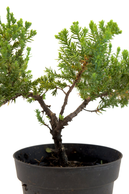 Juniper Bonsai Tree in 4" Pot - Pre Bonsai