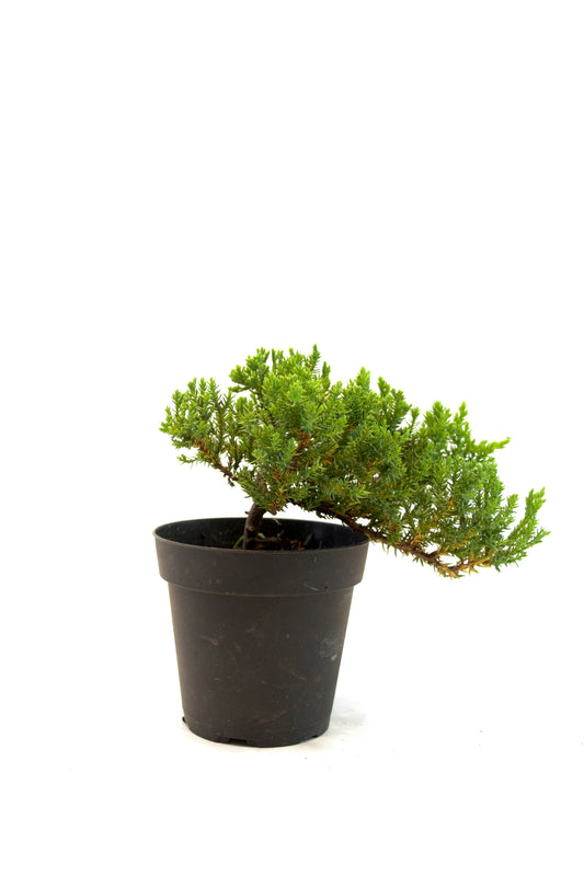Juniper Bonsai Tree in 4" Pot - Pre Bonsai