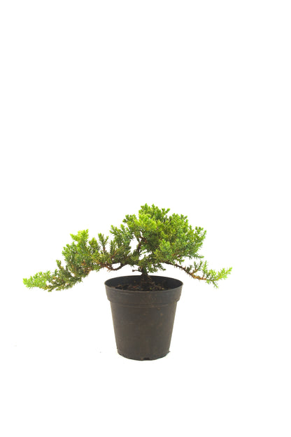 Juniper Bonsai Tree in 4" Pot - Pre Bonsai