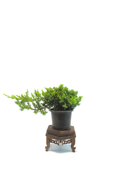 Juniper Procumbens Nana 4" - Medium Size