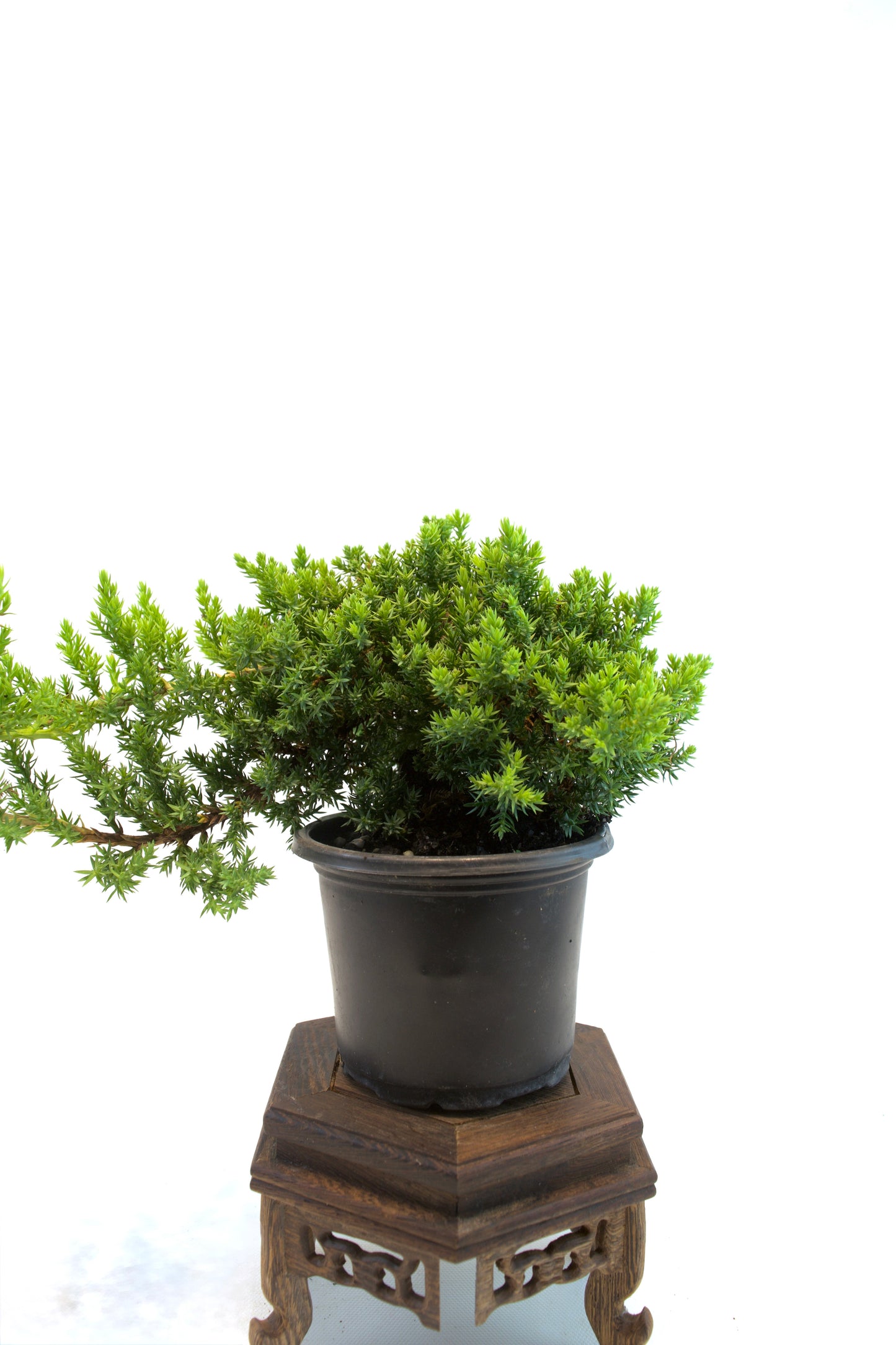 Juniper Procumbens Nana 4" - Medium Size
