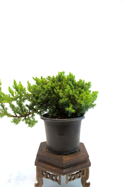 Juniper Procumbens Nana 4" - Medium Size