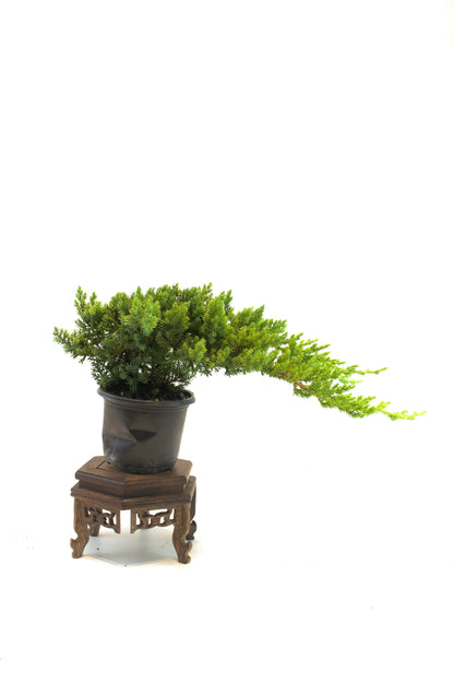 Juniper Procumbens Nana 4" - Medium Size