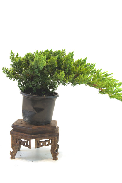 Juniper Procumbens Nana 4" - Medium Size