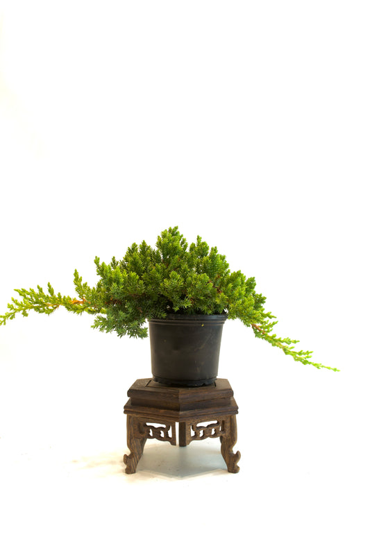 Juniper Procumbens Nana 4" - Medium Size