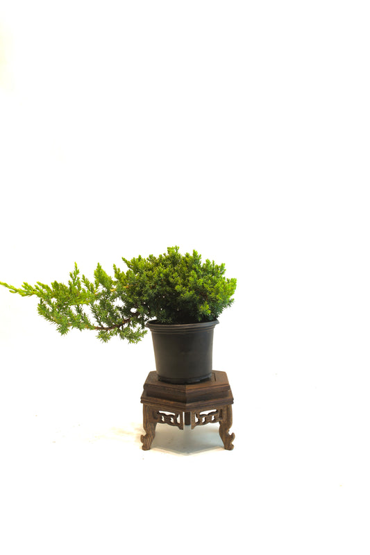 Juniper Procumbens Nana 4" - Medium Size