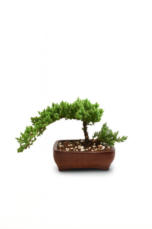 Juniper Live Bonsai Ceramic 6" Pot - One of a Kind Bonsai