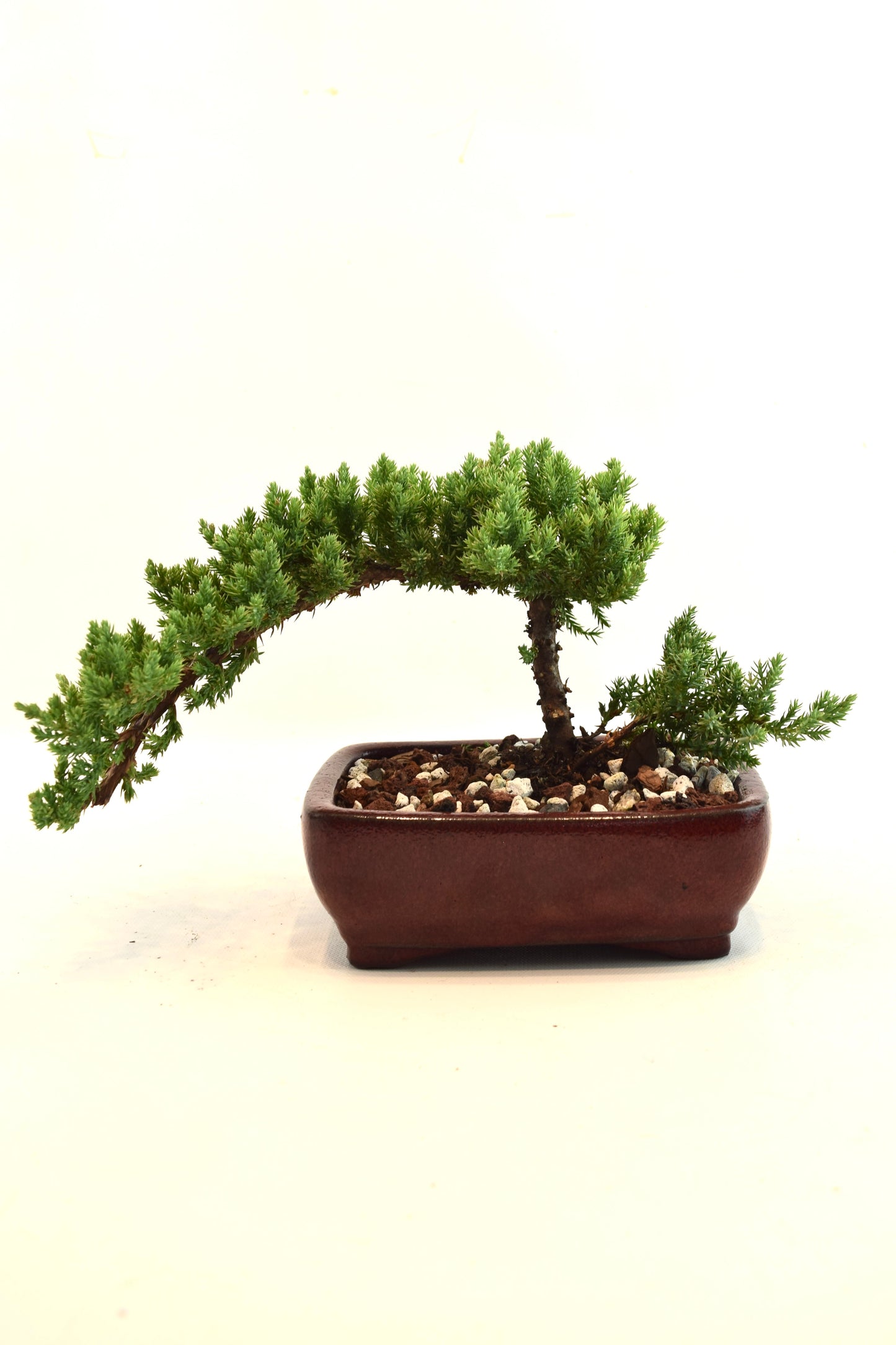 Juniper Live Bonsai Ceramic 6" Pot - One of a Kind Bonsai