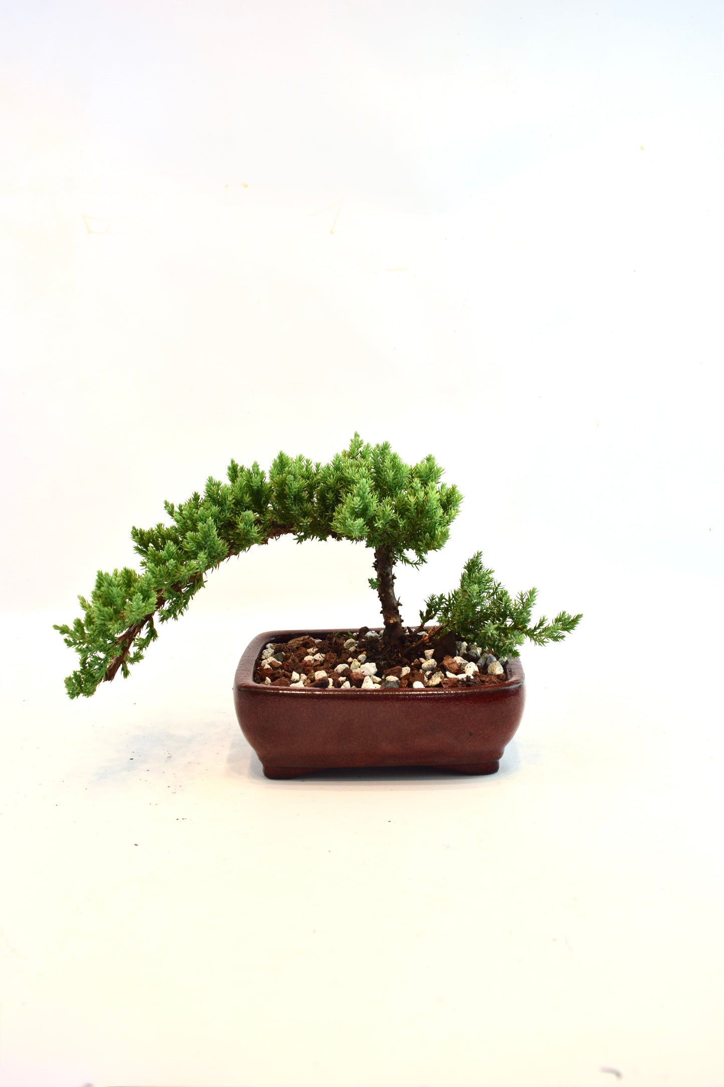Juniper Live Bonsai Ceramic 6" Pot - One of a Kind Bonsai