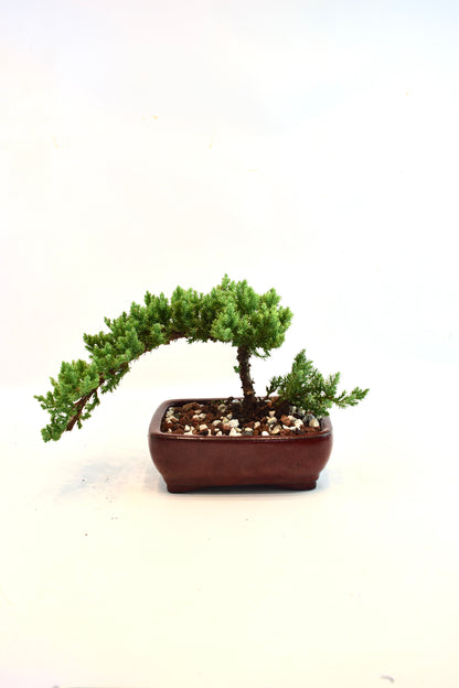 Juniper Live Bonsai Ceramic 6" Pot - One of a Kind Bonsai