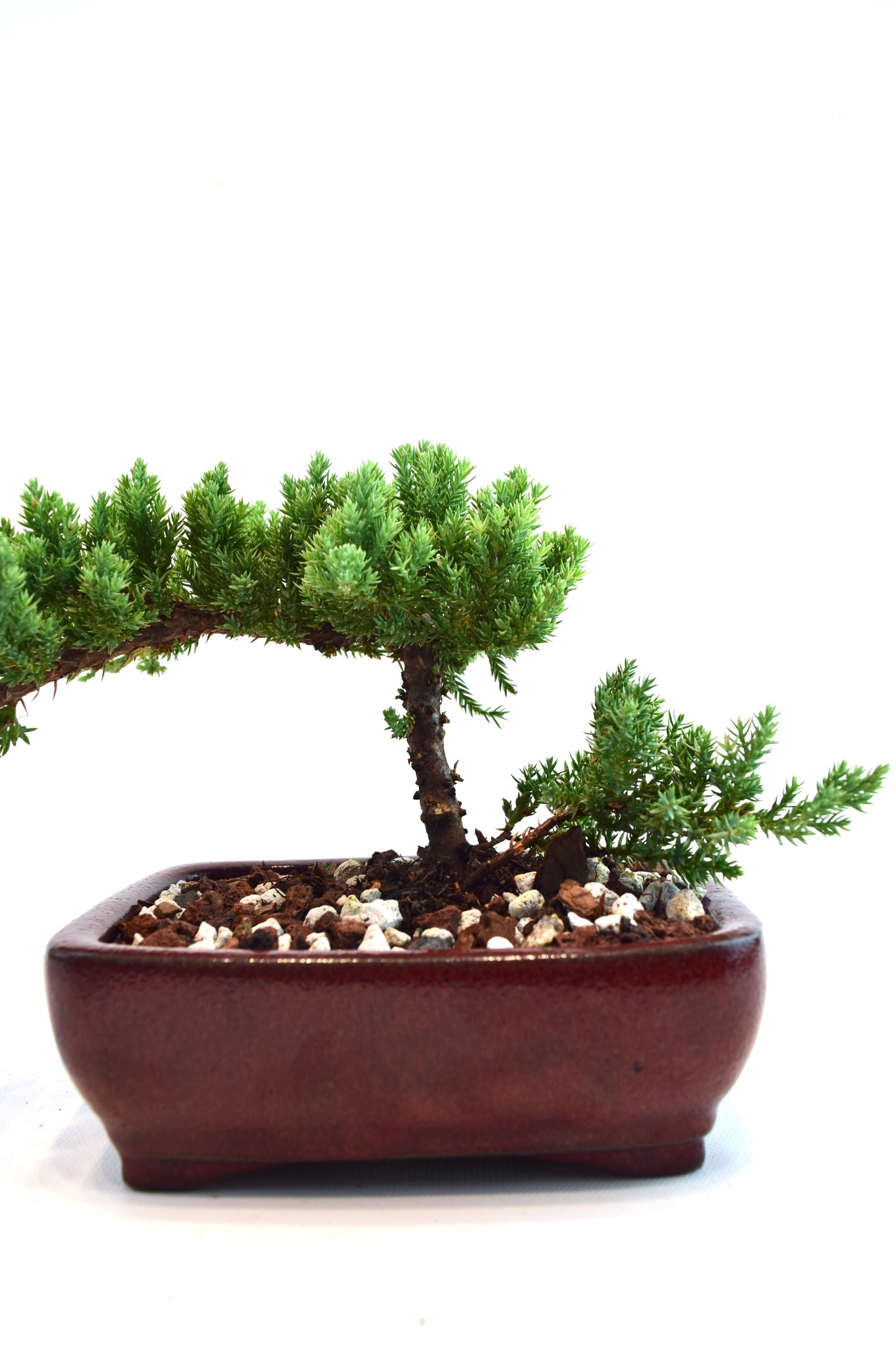 Juniper Live Bonsai Ceramic 6" Pot - One of a Kind Bonsai