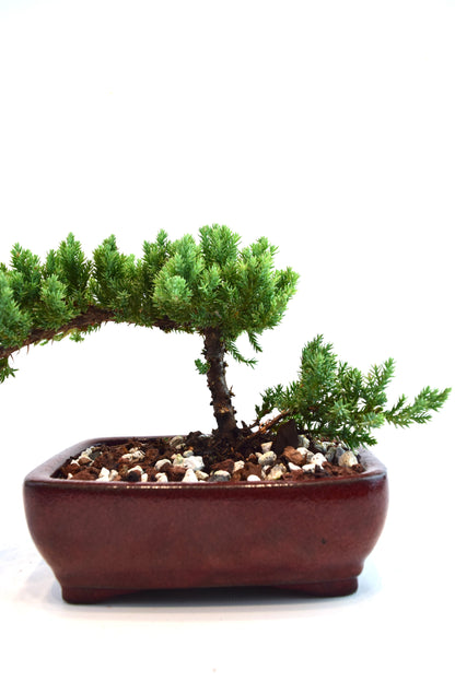 Juniper Live Bonsai Ceramic 6" Pot - One of a Kind Bonsai