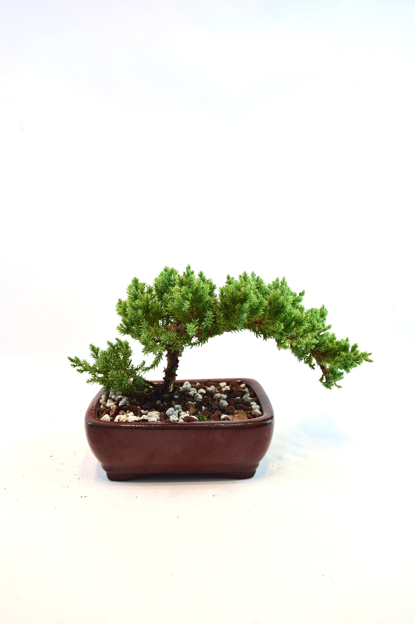 Juniper Live Bonsai Ceramic 6" Pot - One of a Kind Bonsai