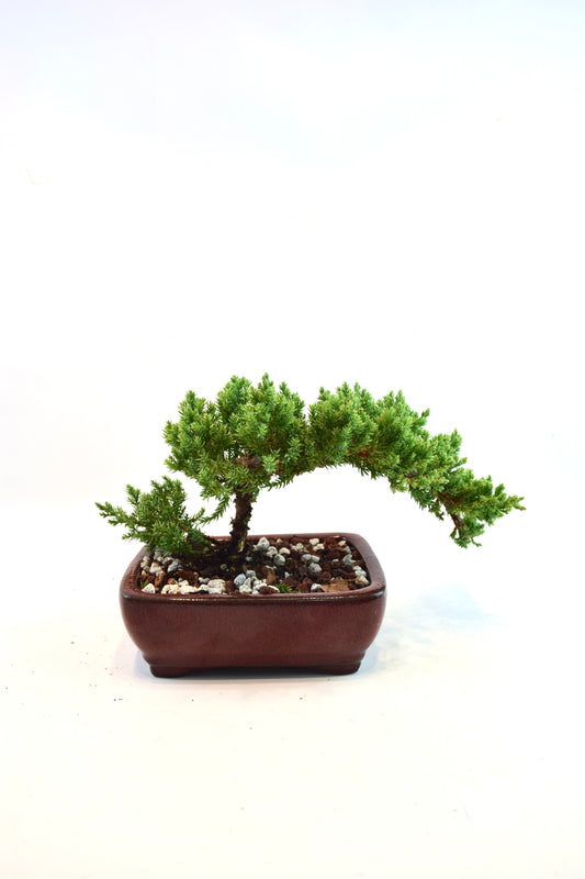Juniper Live Bonsai Ceramic 6" Pot - One of a Kind Bonsai