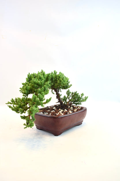 Juniper Live Bonsai Ceramic 6" Pot - One of a Kind Bonsai