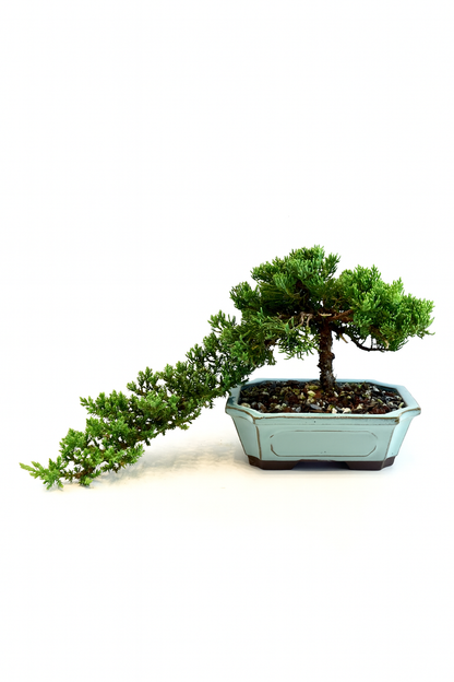 Juniper Live Bonsai Ceramic 7.5" Pot - One of a Kind Bonsai