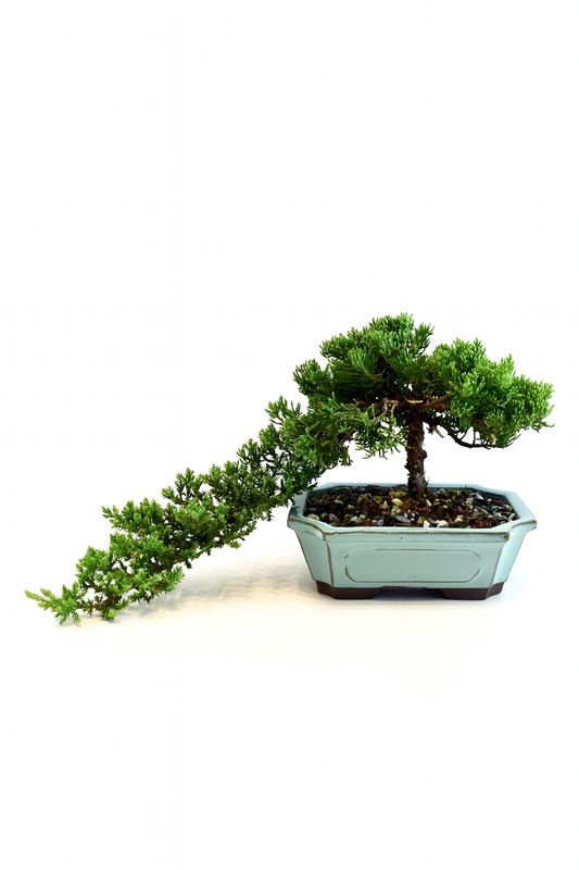 Juniper Live Bonsai Ceramic 7.5" Pot - One of a Kind Bonsai