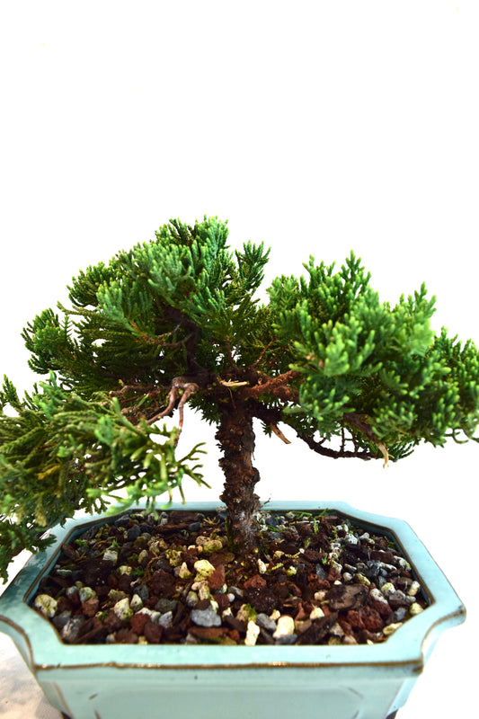 Juniper Live Bonsai Ceramic 7.5" Pot - One of a Kind Bonsai