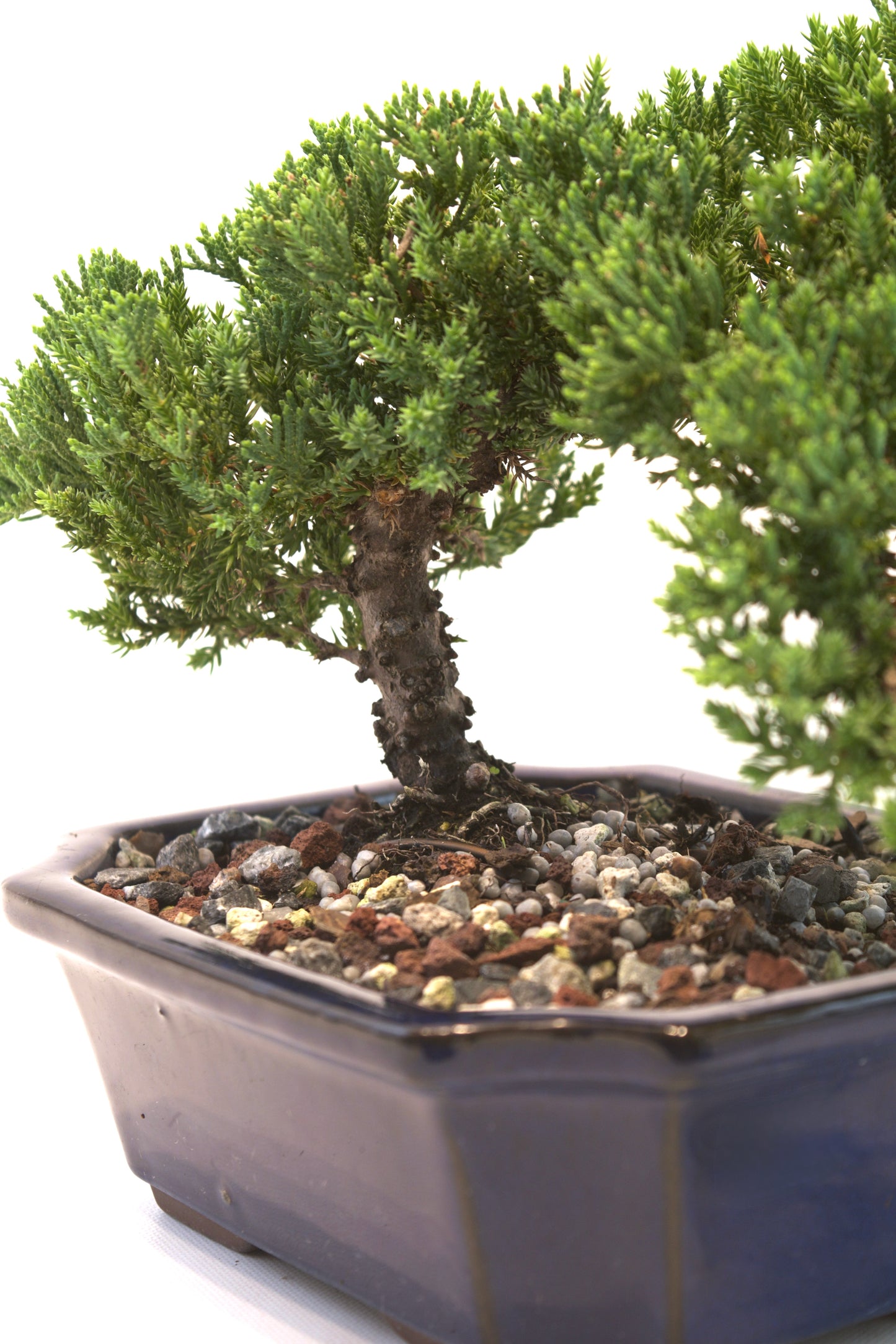 Juniper Live Bonsai Ceramic 8" Pot - One of a Kind Bonsai