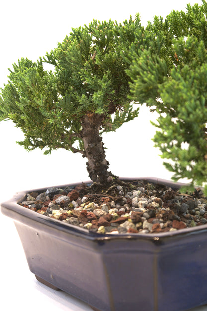Juniper Live Bonsai Ceramic 8" Pot - One of a Kind Bonsai