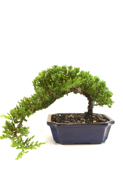 Juniper Live Bonsai Ceramic 8" Pot - One of a Kind Bonsai