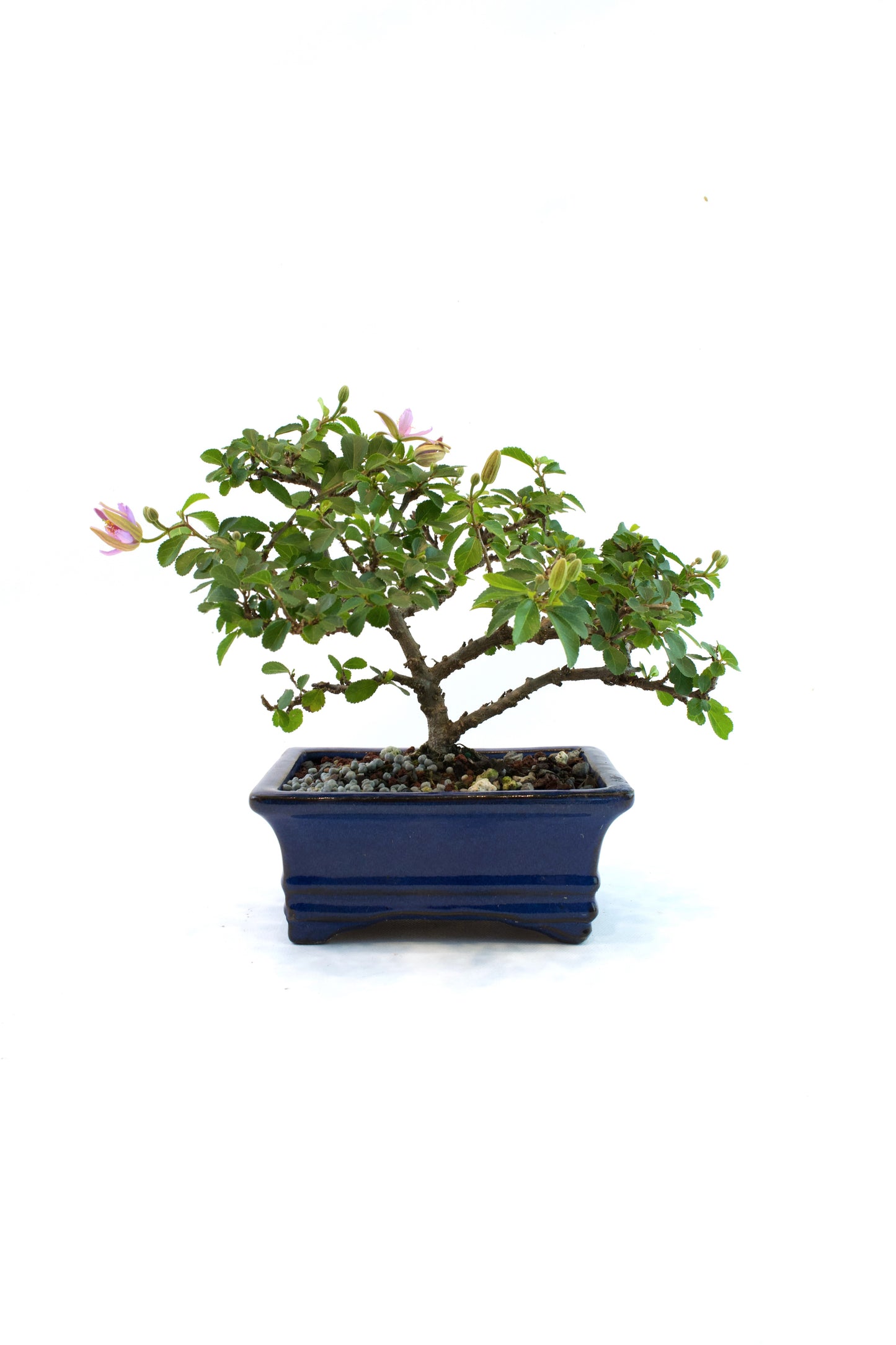 Grewia Lavender Star Bonsai Tree in 6" Pot - One of a Kind Bonsai