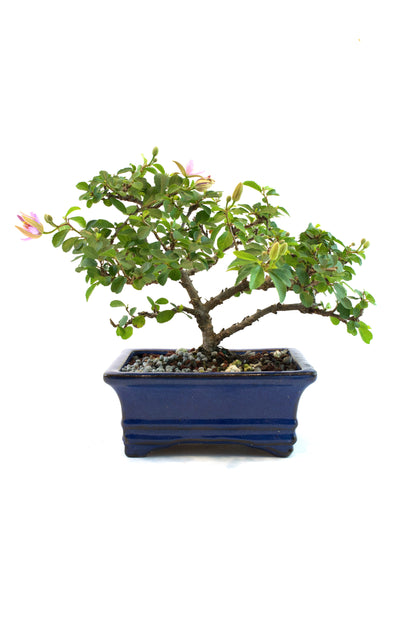 Grewia Lavender Star Bonsai Tree in 6" Pot - One of a Kind Bonsai
